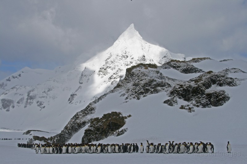 IMG_1115c.jpg - King Penguin (Aptenodytes patagonicus)